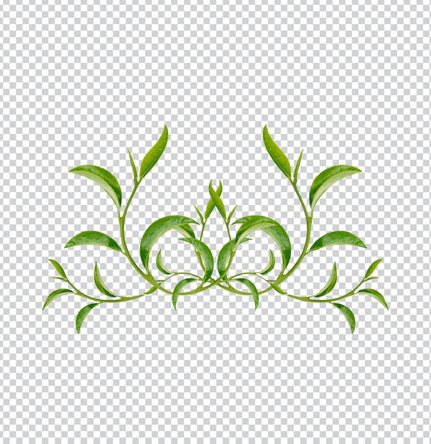 Art pattern green tea leaves on white background