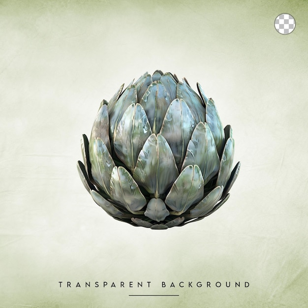 an artichoke flower isolated on transparent background