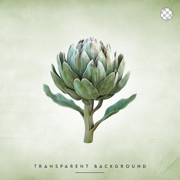 an artichoke flower isolated on transparent background