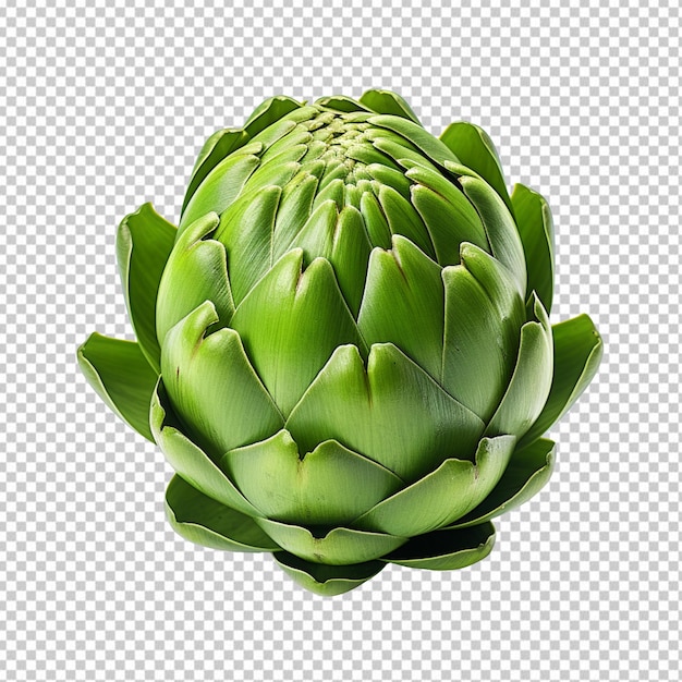 artichoke isolated on transparent background