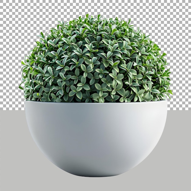 Artificial Plant on Transparent background Ai Generated