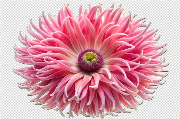 Artistic Pink Sea Anemone Flower for Crafting on transparent Background