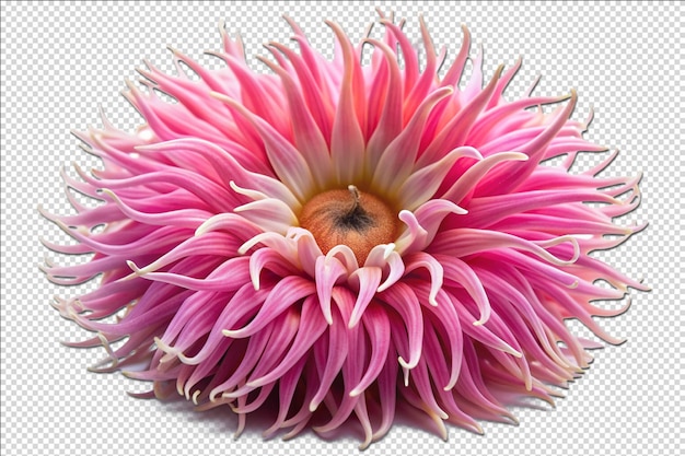 PSD artistic pink sea anemone flower for crafting on transparent background