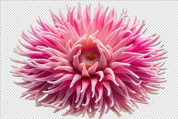 PSD artistic pink sea anemone flower for crafting on transparent background