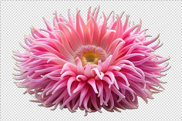 PSD artistic pink sea anemone flower for crafting on transparent background