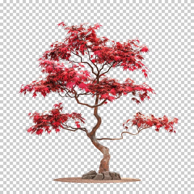 Ash tulip bonsai blossom tree with pink flowers isolated on transparent background