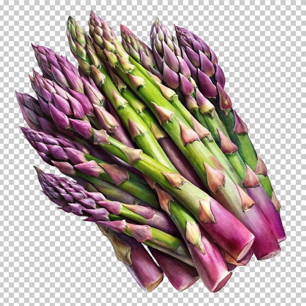 Asparagus purple