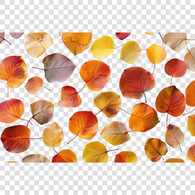 PSD aspen leaves fall autumn illustrationon transparent background