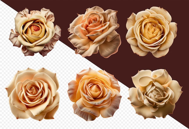 PSD assorted beige and champagne colored roses on transparent png background