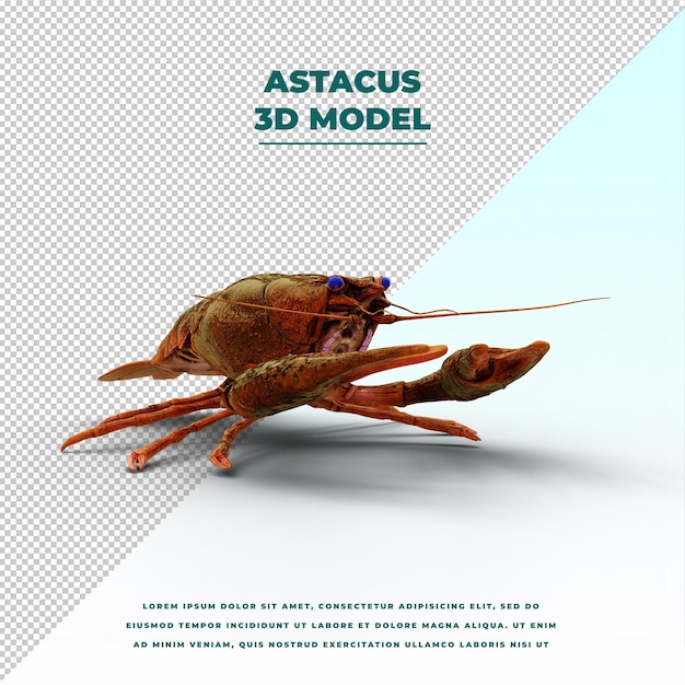 astacus