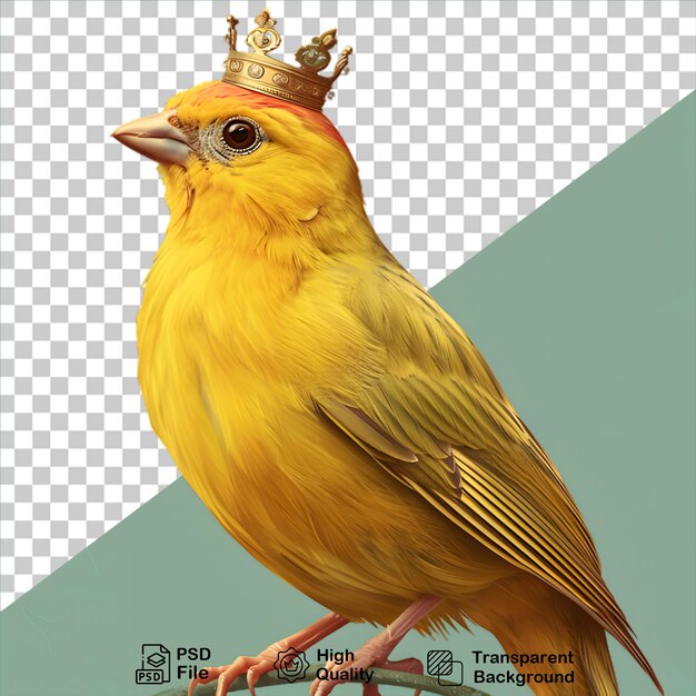 PSD atlantic canary wearing golden crown isolated on transparent background include png file