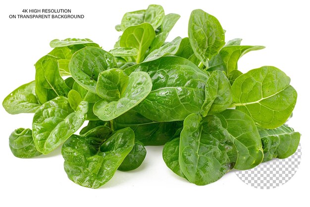 PSD australian warragal greens also known new zealand spinach on transparent background