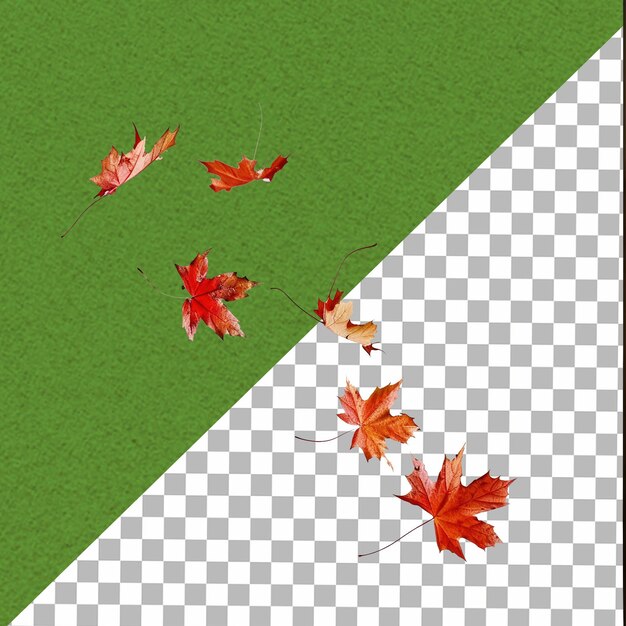 PSD autumn fall banner with falling maple leaves flying color leaves on white background