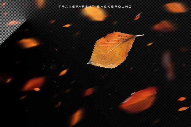 Autumn leaf falling in transparent background