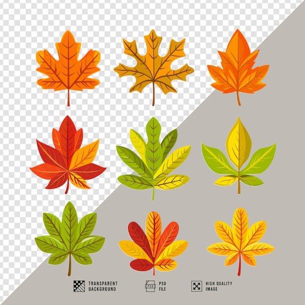 PSD autumn leaves bundle without backgroundhd quality