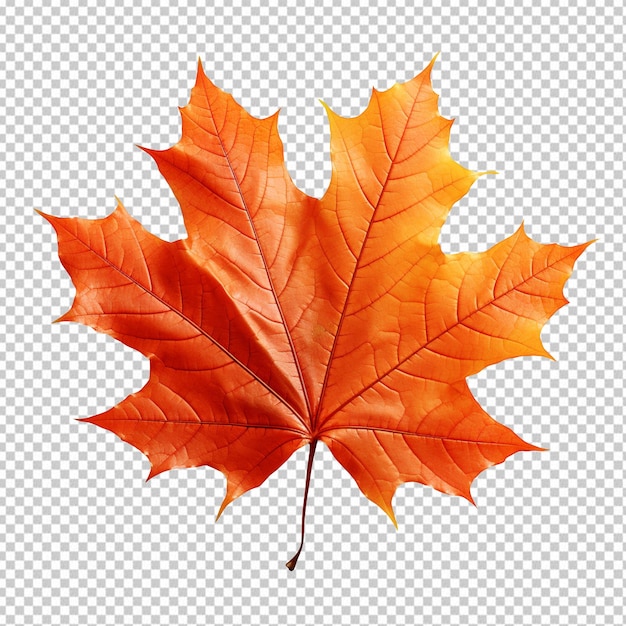 Autumn maple leaf isolated on transparent background