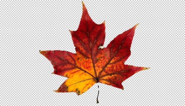 Autumn maple leaf On Transparent Background