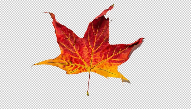 Autumn maple leaf On Transparent Background