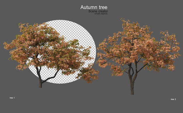 Autumn trees of various shapes