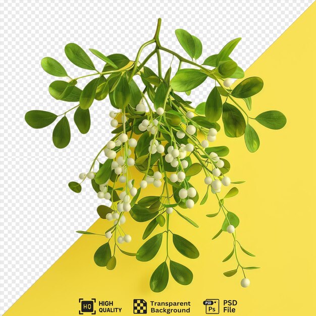 awesome mistletoe isolated on transparent background no image to provide a caption for