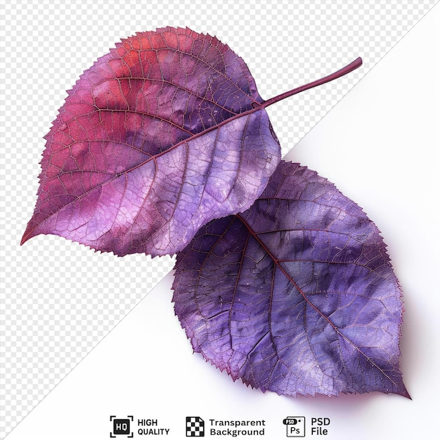 awesome plum leaf on a isolated background the image shows a single purple leaf on a isolated background