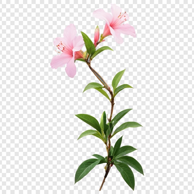 Azalea flower isolated on transparent background