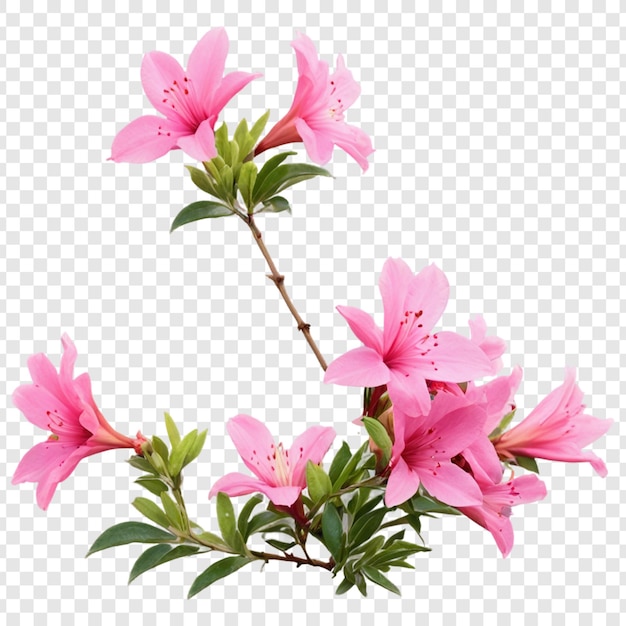 Azalea flower isolated on transparent background