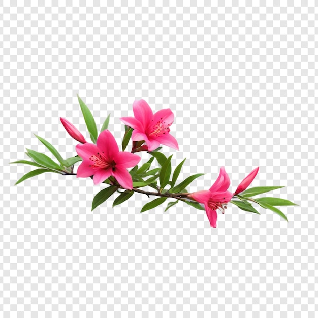 Azalea flower isolated on transparent background