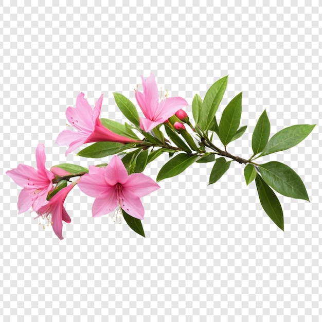 Azalea flower isolated on transparent background