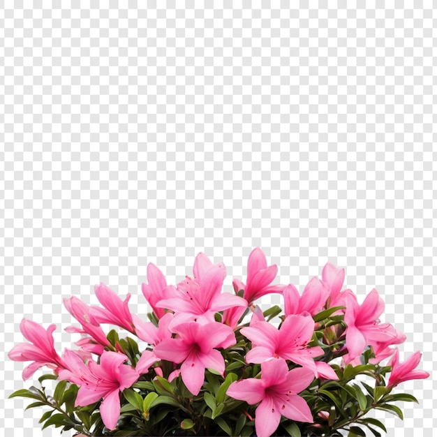 Azalea flower isolated on transparent background