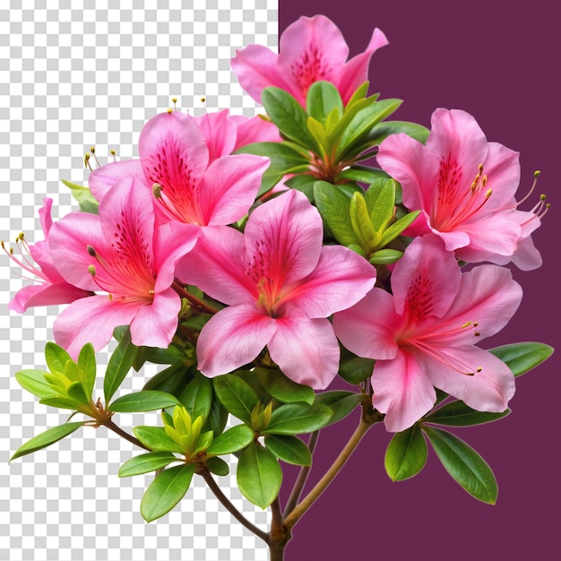 PSD azalea flower isolated on transparent background