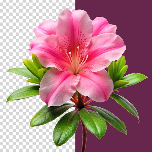 PSD azalea flower isolated on transparent background