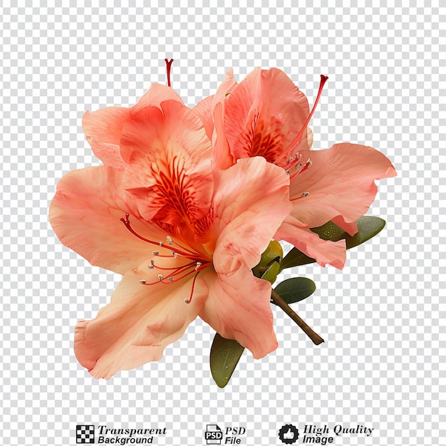 Azalea png isolated on transparent background