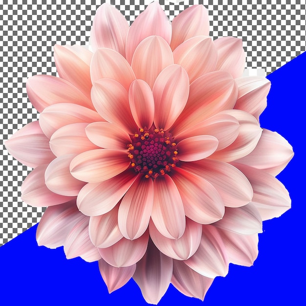 Background removed flower transparent background png and psd image