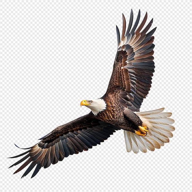 PSD bald eagle flying on isolated transparent background