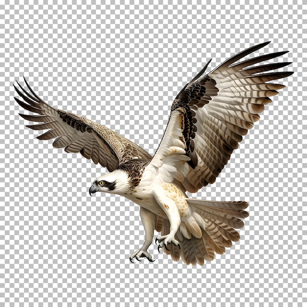 bald eagle flying up isolated on transparent background