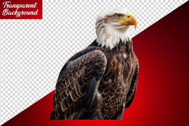 PSD bald eagle isolated on white background