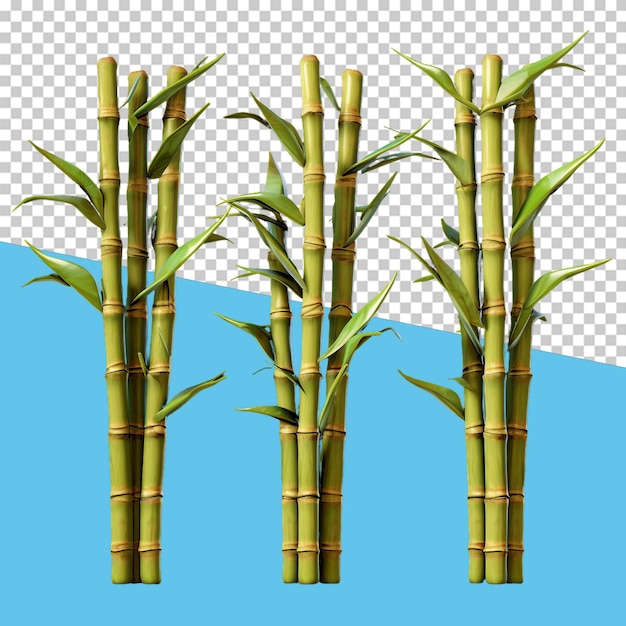 Bamboo isolated object transparent background