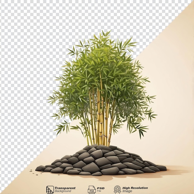 Bamboo isolated on transparent background