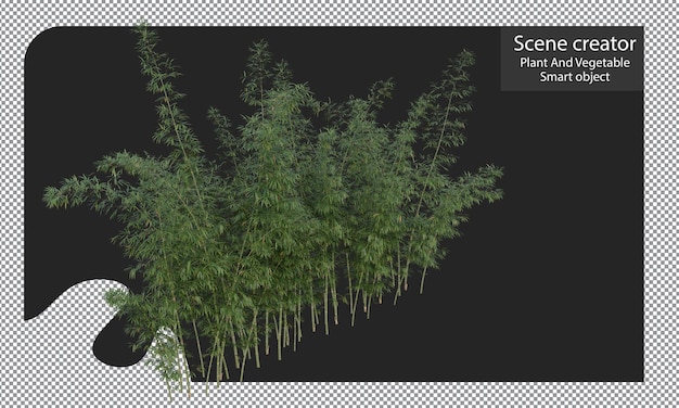 Bamboo plants isolated, Bambusa boniopsis clipping path