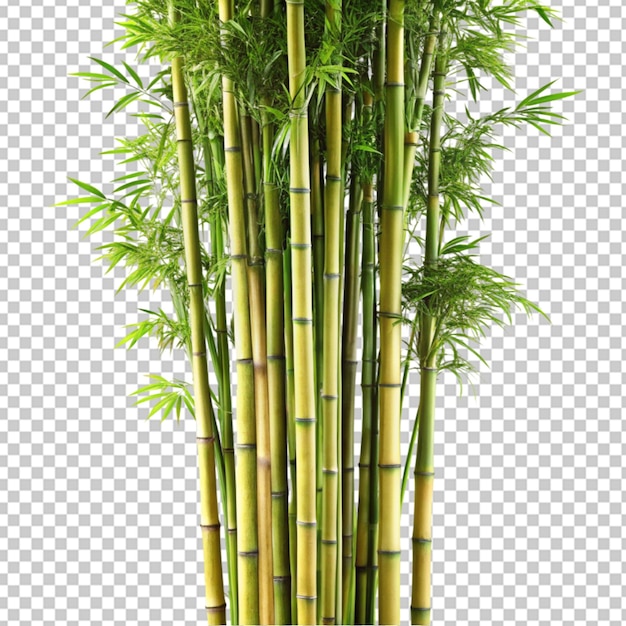 bamboo tree on transparent background