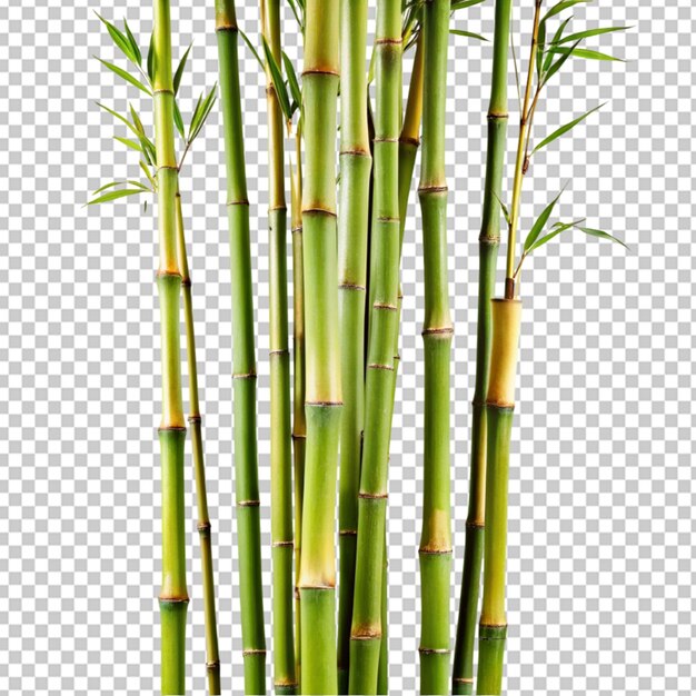 bamboo tree on transparent background