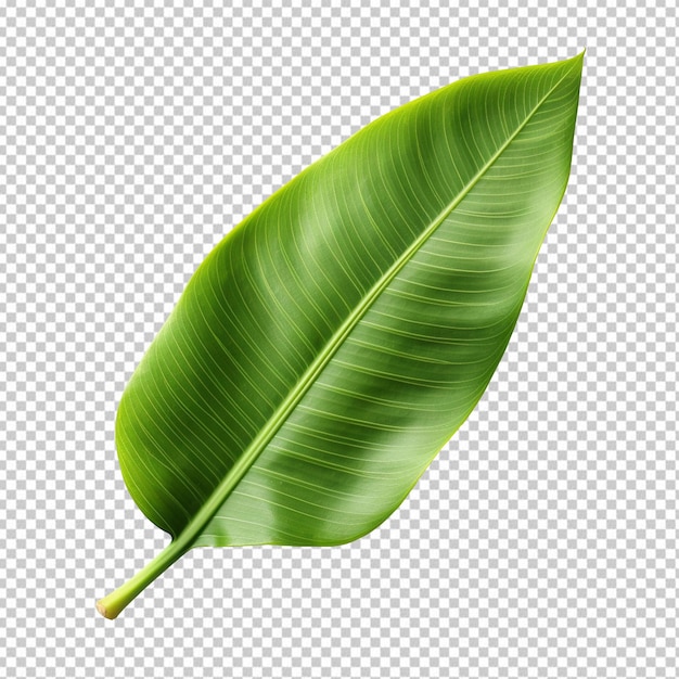 Banana leaf isolated on transparent background