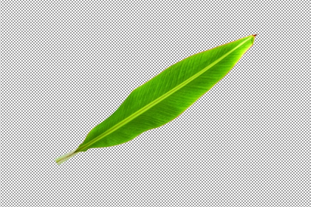 banana leaves