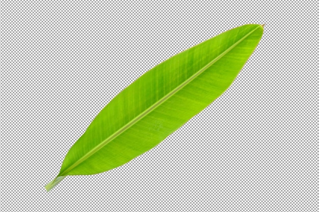 banana leaves