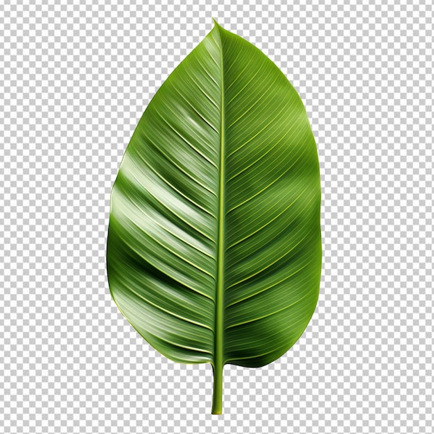 Banana palm leaf isolated on transparent background