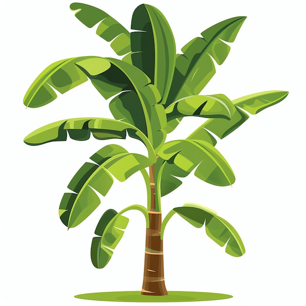 Banana Tree indian illustration