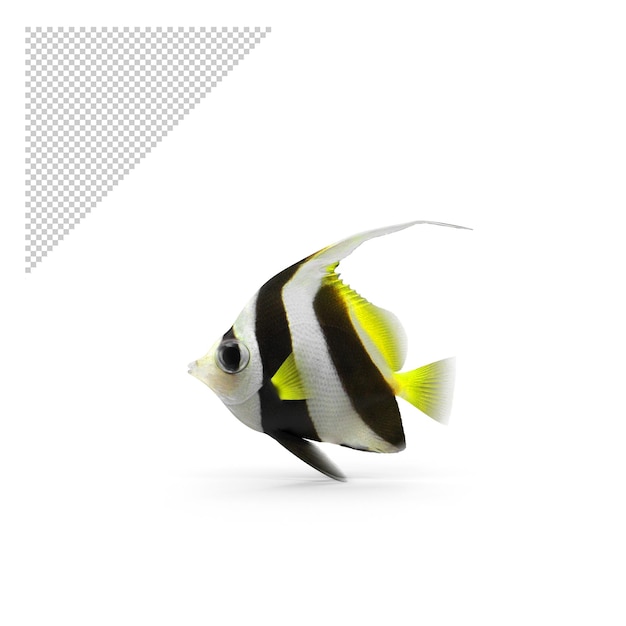 Bannerfish PNG