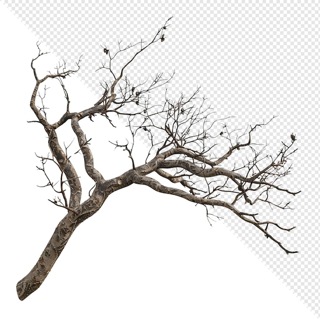 PSD bare tree branch isolated on white background