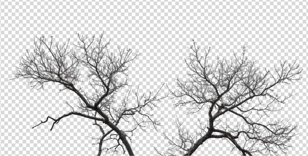 Bare tree branches isolated on a transparent background